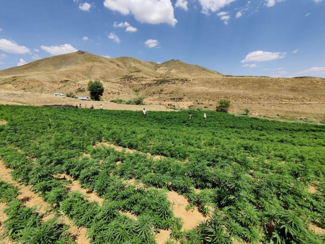 PKK’nın 350 ton esrar elde  Edeceği uyuşturucu tarlaları imha edildi