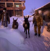 1 Metre Karda donmak üzere olan hayvanlar kurtarıldı