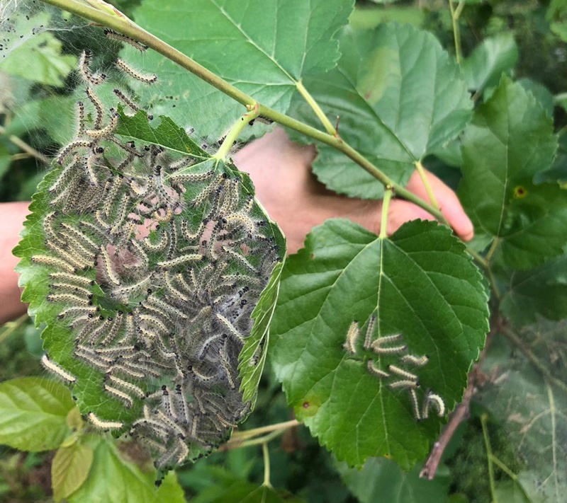 RTEÜ’DE Amerikan Beyaz Kelebeğinin Zararlı Etkileri Araştırılacak