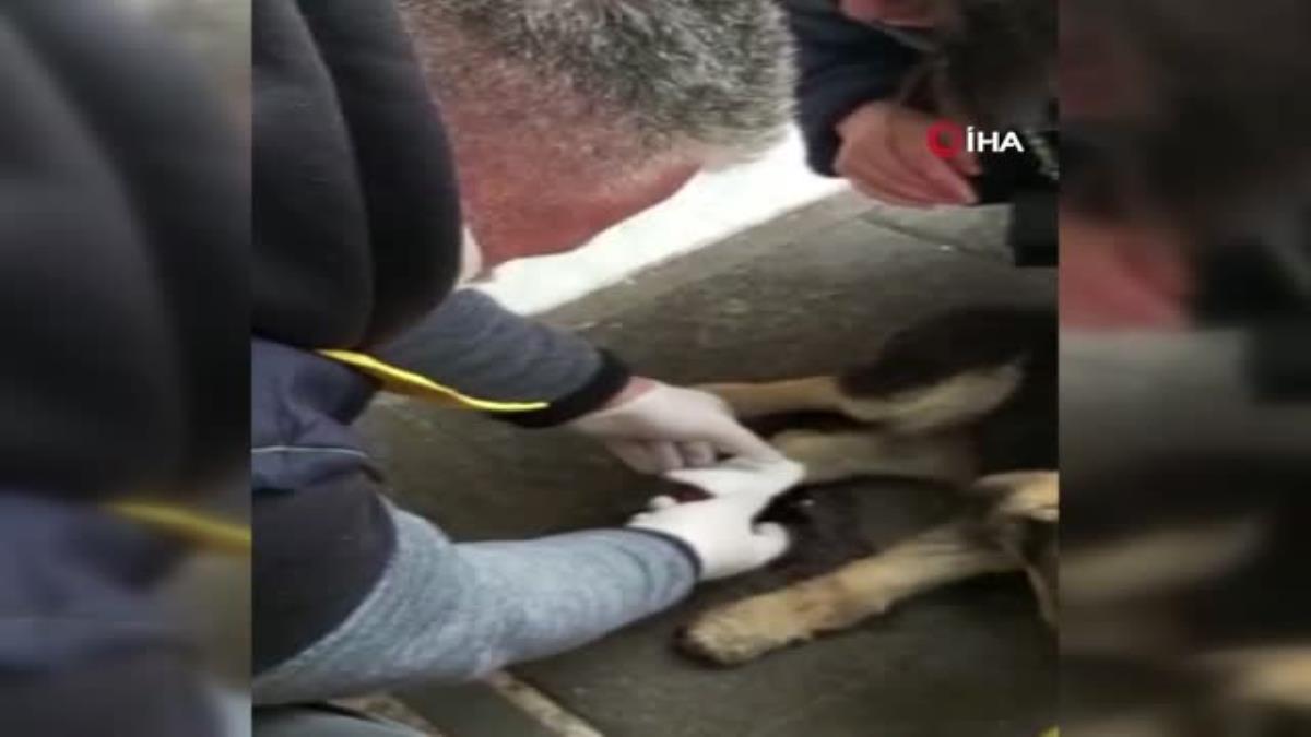 Rize’de Otomobilin çarptığı sokak köpeği devlet hastanesinde tedavi edildi