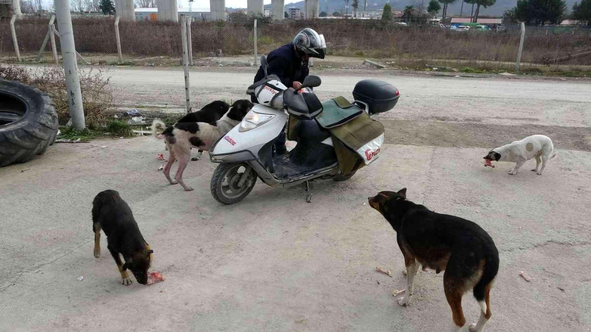 Türkiye Gazetesi dağıtıcısı, 3 yıldır sokak köpeklerini düzenli olarak besliyor
