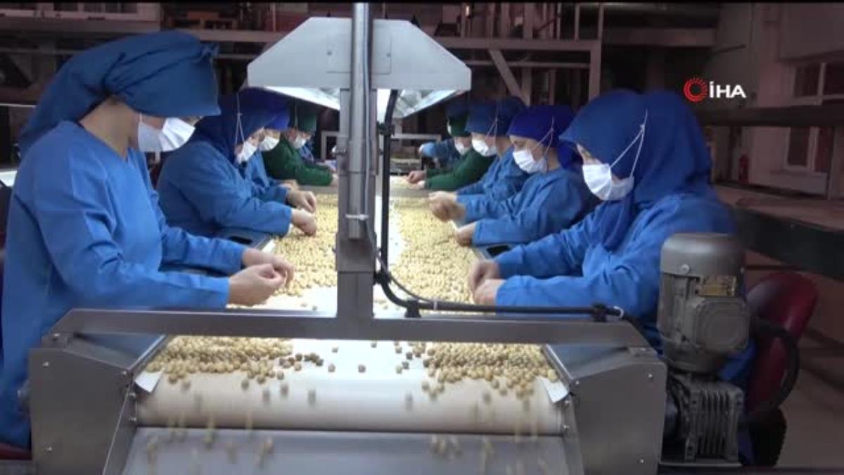 Fındıkta kadın emeği… FİSKOBİRLİK kadın işçilerin omuzlarında üretime ve ihracata katkı sağlamaya devam ediyor