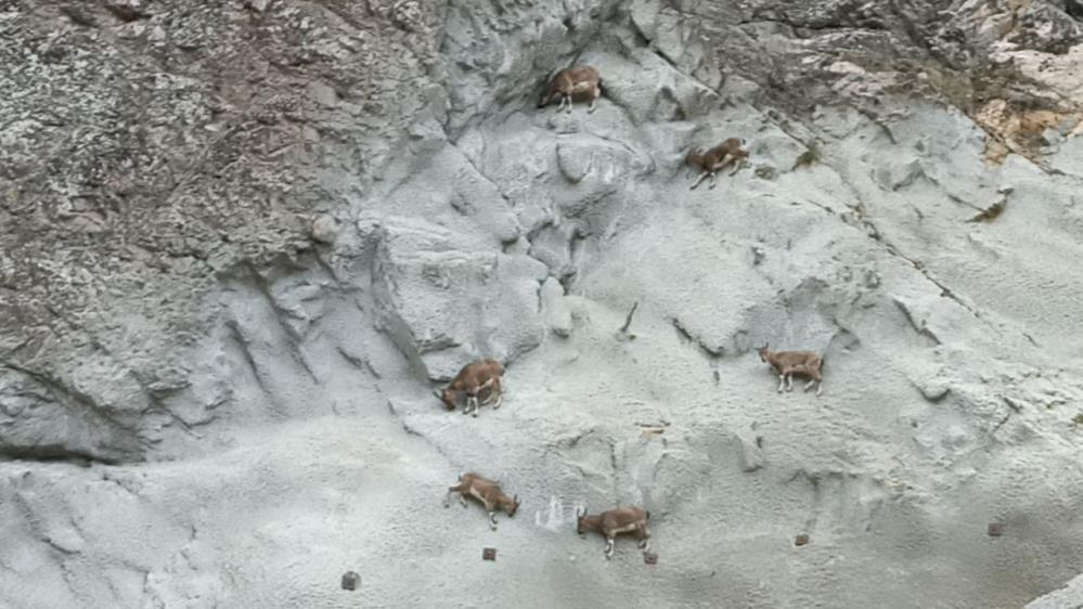 Artvin’de keçiler tuz ihtiyaçlarını zemin destekleme duvarlarından karşılıyor