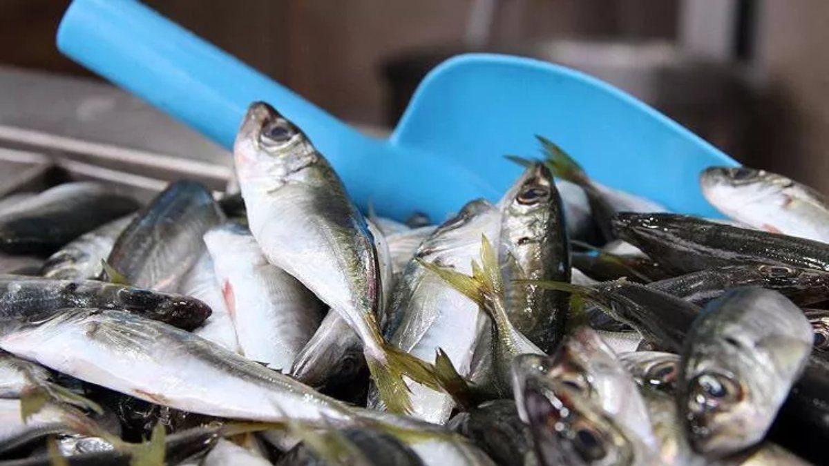 Balık avı yasağı başladı mı 2022?