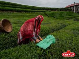 ÇAYKUR Mayıs Ayı Çay Paralarını Mustahsillerin Hesaplarına Aktardı