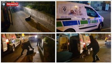 Rize’de Gece aracın çarptığı sokak köpeği,hayvan Hastanesi’ne Kaldırıldı