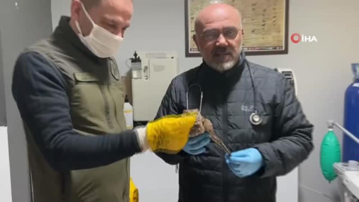 Karadeniz’de Yaralı halde bulunan İshak kuşu koruma altına alındı