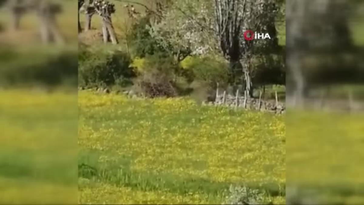 Ankara’da köye inen yavru ayı cep telefonu kamerasında – Haberler
