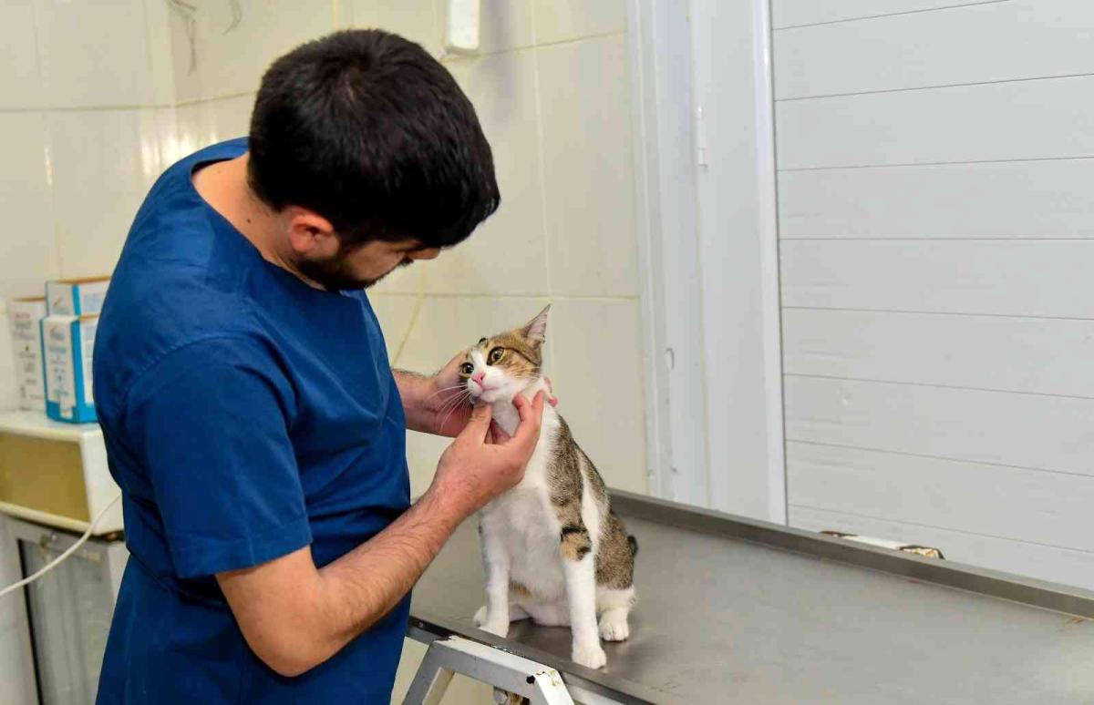 Esenyurt Belediyesi, Hayvanseverlerin Bulduğu Ayağı Kırık Kediyi Sağlığına Kavuşturdu
