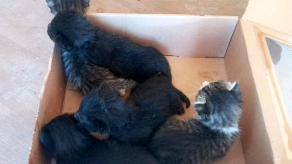 Yola bırakılan 5 kedi yavrusuna duyarsız kalmadı – Haberler