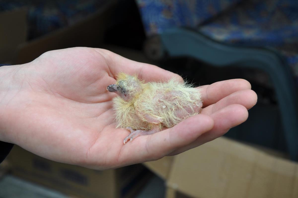 Yozgat’ta bazıları telef olmuş çok sayıda yaban güvercini yavrusu bulundu – Haberler