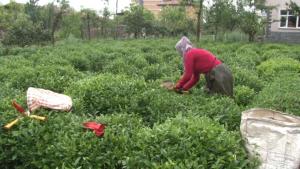 Çayın birinci sürgününden çay üreticileri memnun