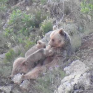 Karadeniz'de Yavrularını emziren anne ayı, kameralara takıldı 
