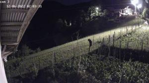 Rize'de ,Bahçeye ekilen ürünlere zarar veren ayı kameralara yakalandı