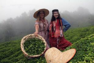ÇAYKUR, Ağustos ayı ve Organik Çay parasını Hesaplara Yatıracak