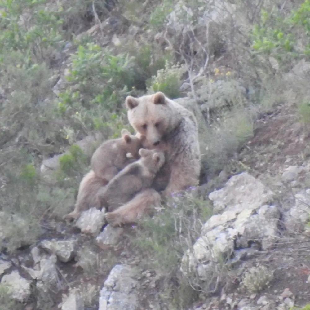 Karadeniz’de Yavrularını emziren anne ayı, kameralara takıldı