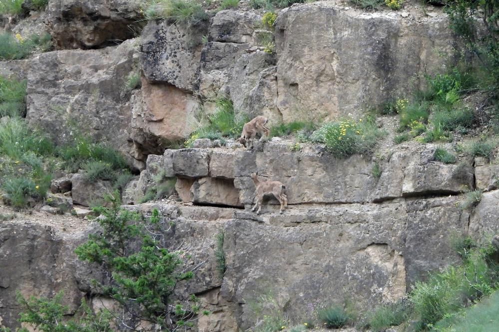 Karadeniz’de ,Yavru dağ keçilerinin sarp kayalıklardaki tehlikeli oyunları, kameralara yansıdı