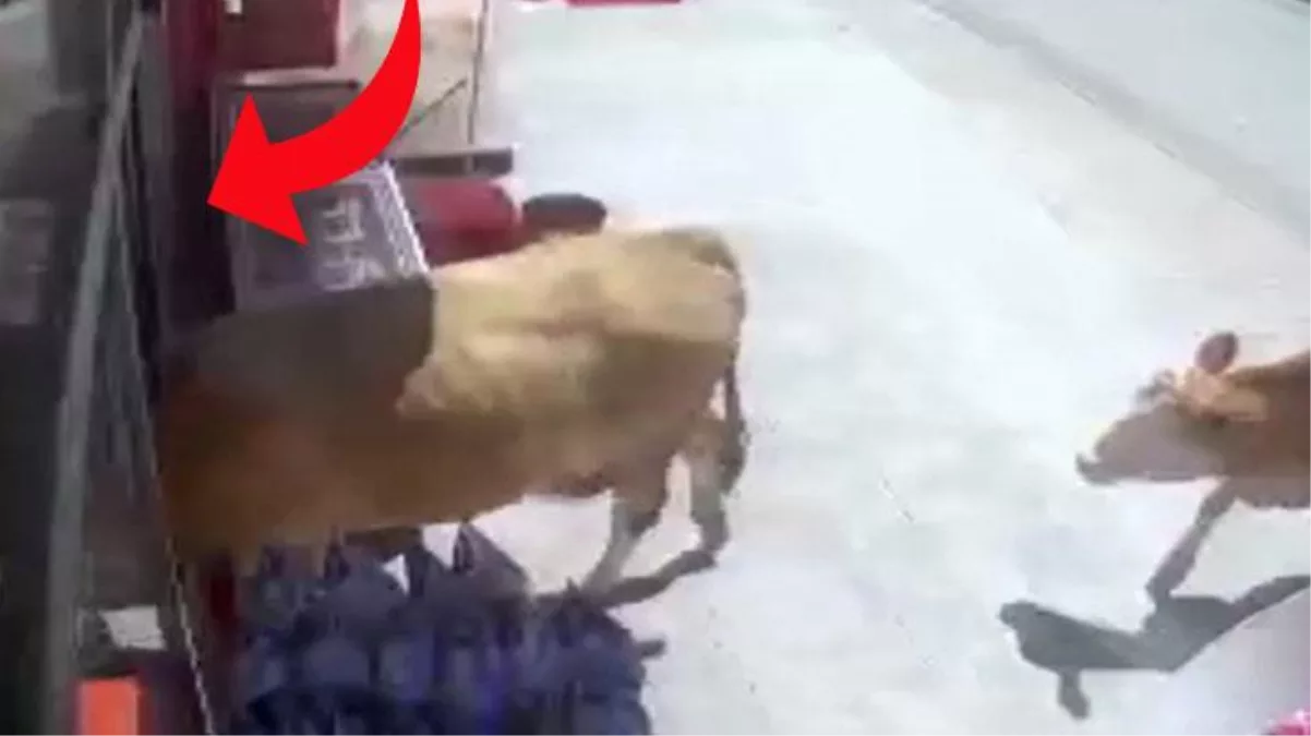 Karadeniz’de inekler firar etti, açık buldukları markete daldılar