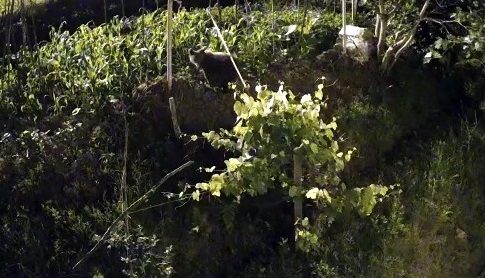 Rize’de ,Bahçeye ekilen ürünlere zarar veren ayı kameralara yakalandı