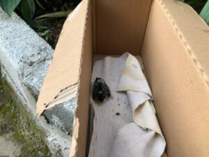 Rize'de 8. katta Yuvayı dişi kuş yaptı, yavruyu itfaiye ekipleri kurtardı
