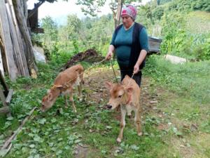 Arhavi'de İkiz doğuran inek sahibine mutluluk yaşattı