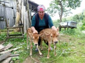 Arhavi’de İkiz doğuran inek sahibine mutluluk yaşattı