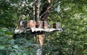 Artvin’in Borçka ilçesinde iki yeni bal ormanı arıcıların hizmetine açıldı.