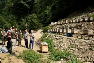 Artvin’de bal ormanları arıcıların hizmetine açılmaya devam ediyor
