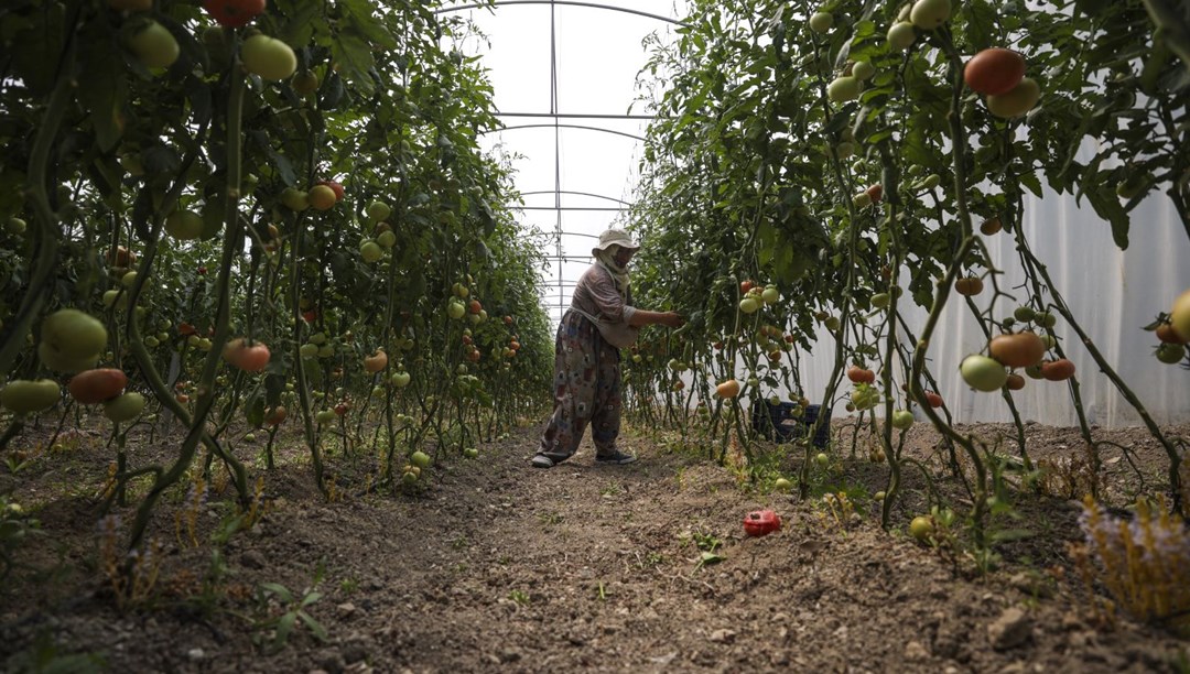 Ata tohumundan üretilen domates suyu 8’den fazla ülkenin raflarında yer alacak