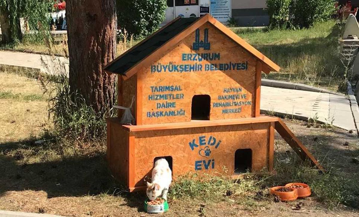 Erzurum belediyesince sokakta yaşayan kediler için 68 ev kuruldu