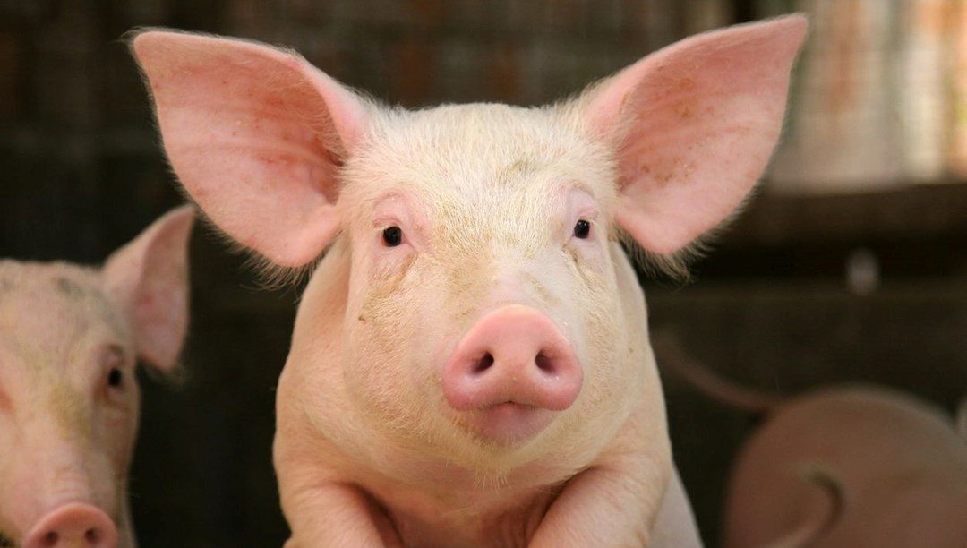 Organ naklinde devrim yaratacak gelişme: Ölen domuzların kan dolaşımı ve hücreleri yeniden canlandırıldı