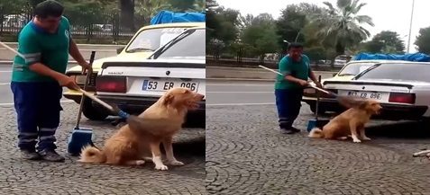 Rize’de, Temizlik personeli süpürgeyle sokak köpeğinin sırtını kaşıdığı Anlar, Sosyal Medyada Gündem Oldu