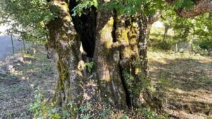 Karadeniz'de Türkiye'nin ve Dünya'nın En Yaşlı armut ağacında, meyve hasadı yapıldı