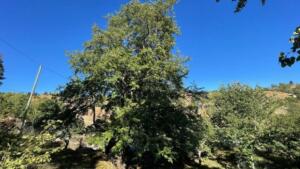 Karadeniz'de Türkiye'nin ve Dünya'nın En Yaşlı armut ağacında, meyve hasadı yapıldı