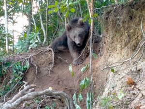 Rize'de fındık bahçesine giren boz ayı, Bu Sefer Yakayı Ele Verdi