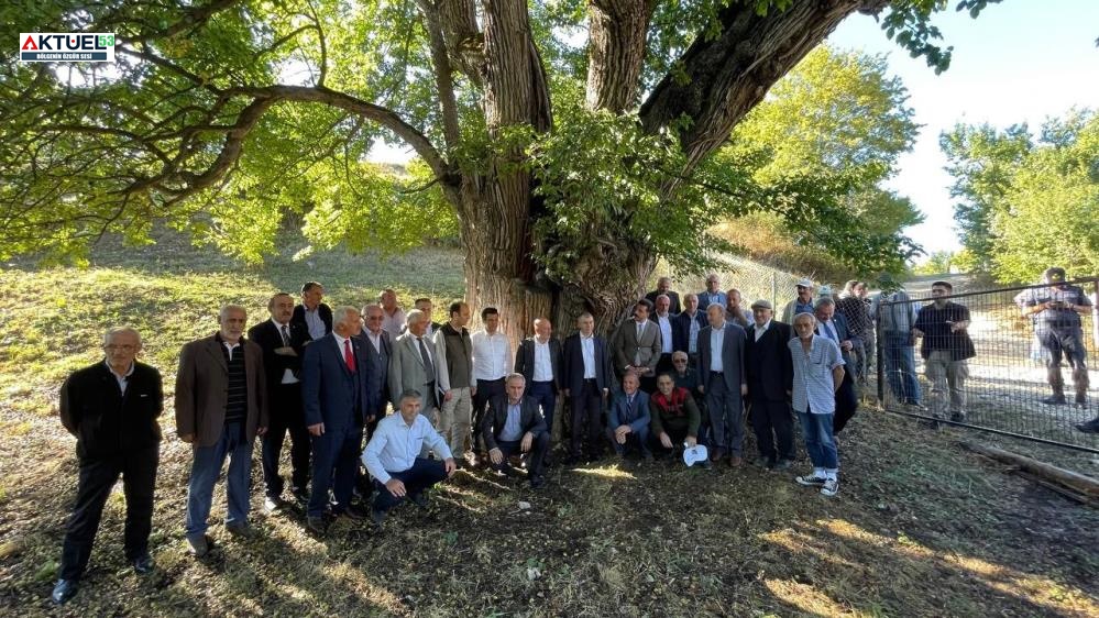 Karadeniz’de Türkiye’nin ve Dünya’nın En Yaşlı armut ağacında, meyve hasadı yapıldı