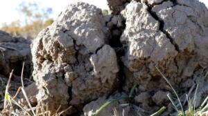 Korkutan rapor korkutan görüntü: Kuraklık toprağı taş gibi yaptı, çiftçi ekim yapamıyor