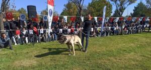 Karadeniz'de Türk çoban köpekleri podyuma çıktı
