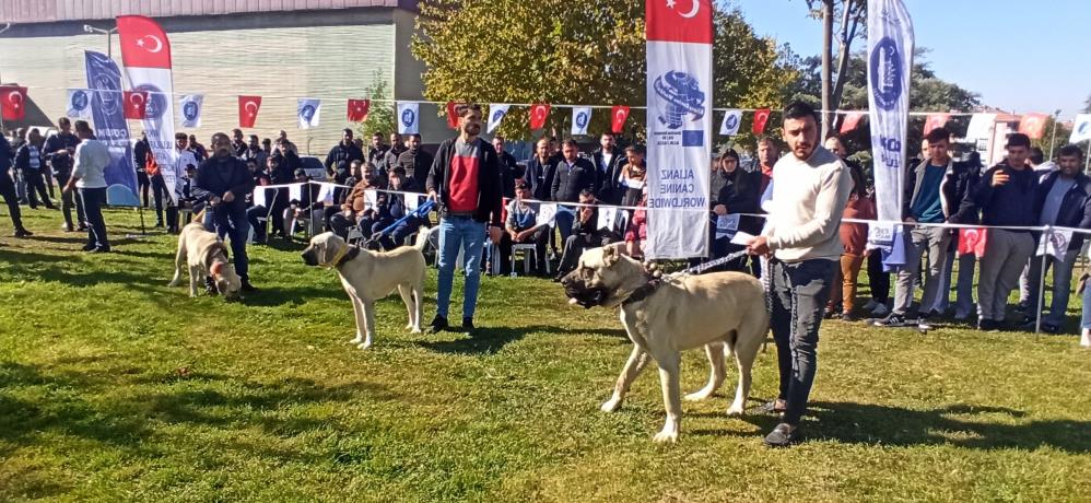 Karadeniz’de Türk çoban köpekleri podyuma çıktı