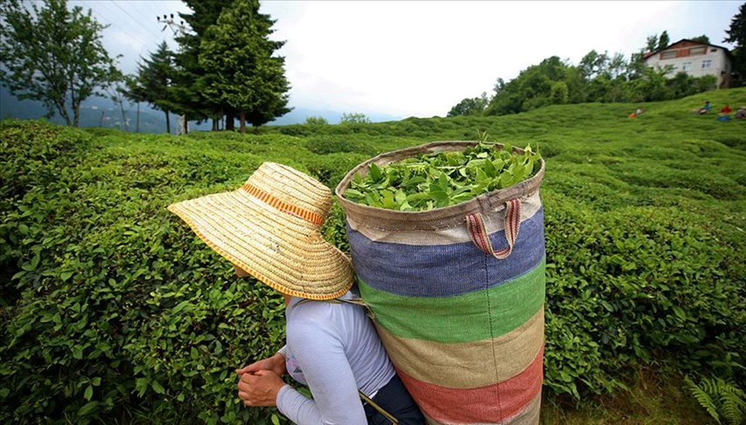 Çay Kültürümüz UNESCO”da