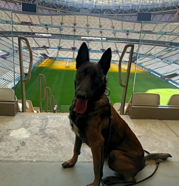 Bomba Arama Köpeği Bozo, Dünya Kupası’nda görevlendirildi