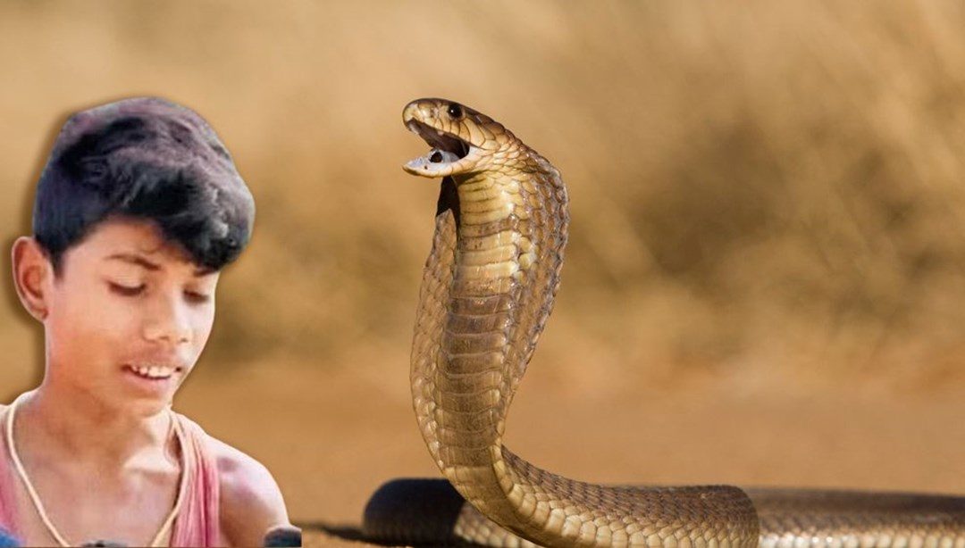 Hindistan’da 8 yaşındaki çocuğun ısırdığı kobra öldü