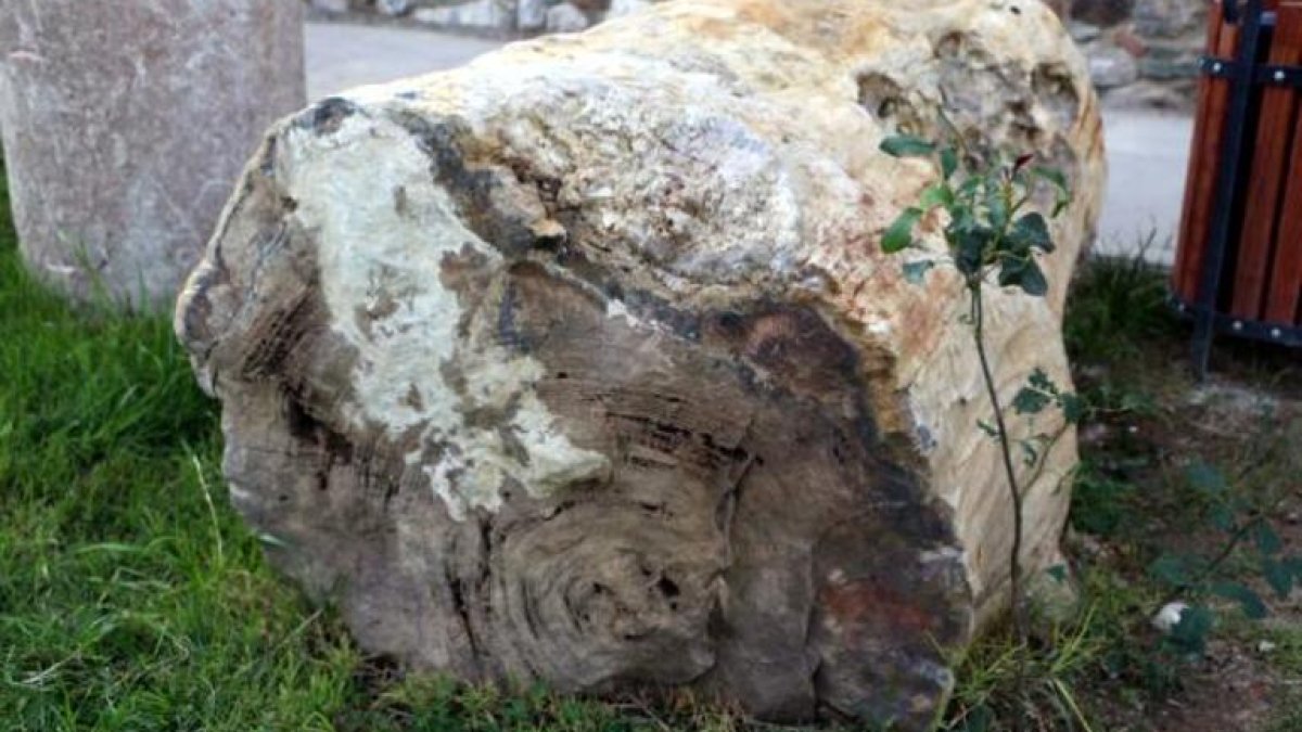 Tokat’ta bulunan 41,5 milyon yıllık ağaç fosilleri sergiye açılacak