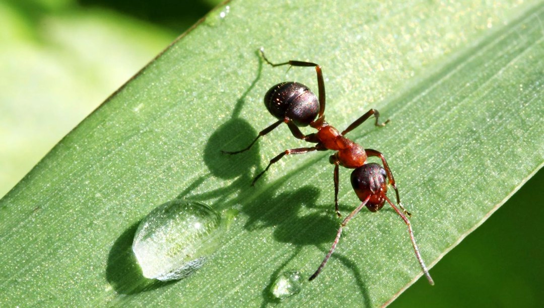 Önemli keşif: Karıncalar idrar koklayarak kanseri tespit edebiliyor