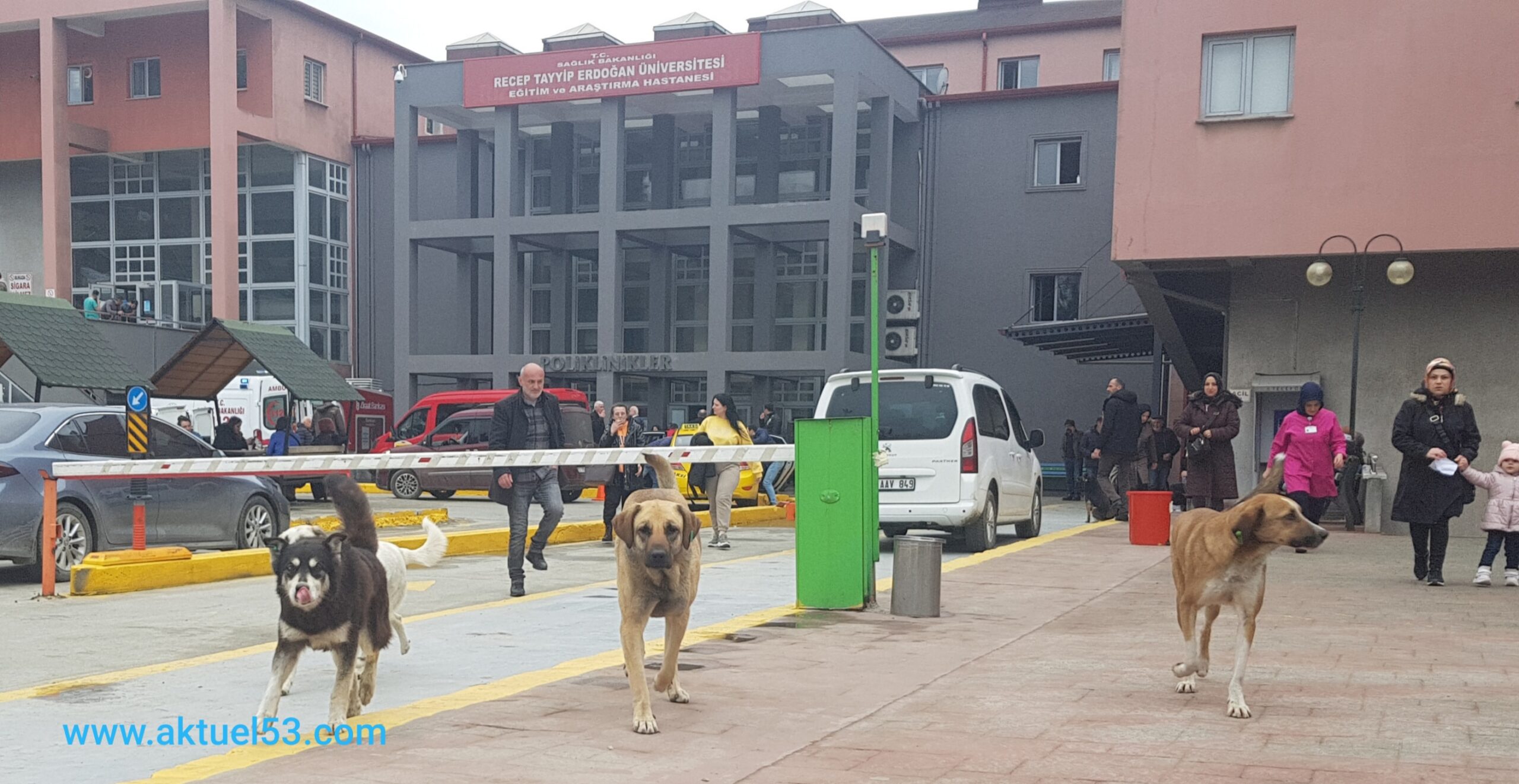 Rize Eğitim ve Araştırma Hastanesi’ni köpekler işgal etti
