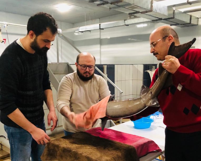 RTEÜ’de Mersin Balığı Gelecek Nesillere Aktarılmaya Çalışılıyor