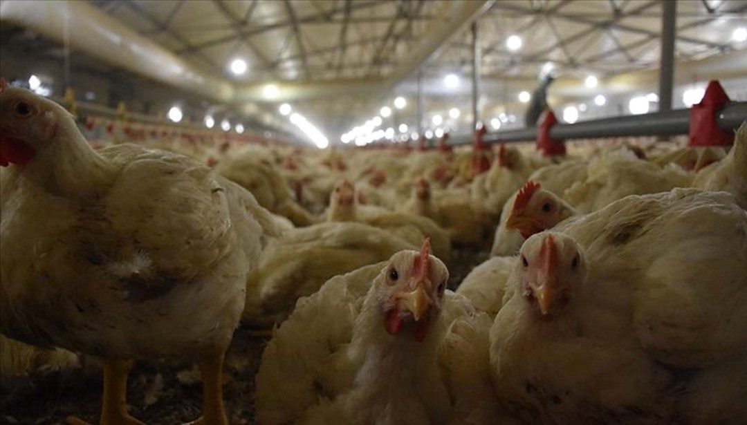 Tavuk eti üretimi martta yıllık bazda yüzde 1,5 azaldı