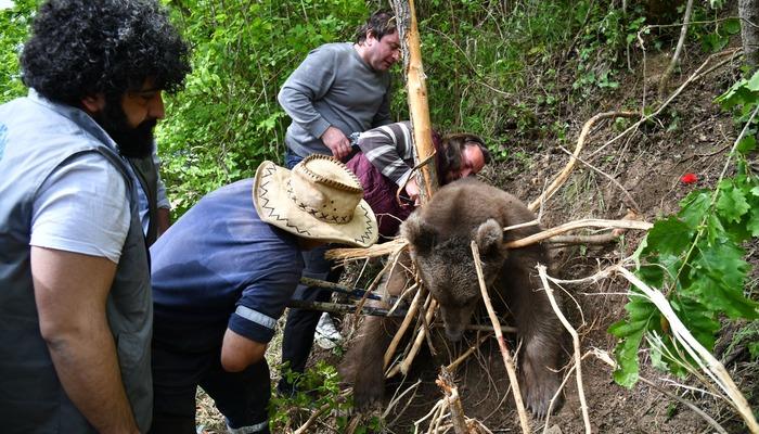 Trabzon’da ayağı çelik tele takılan ayı kurtarıldı