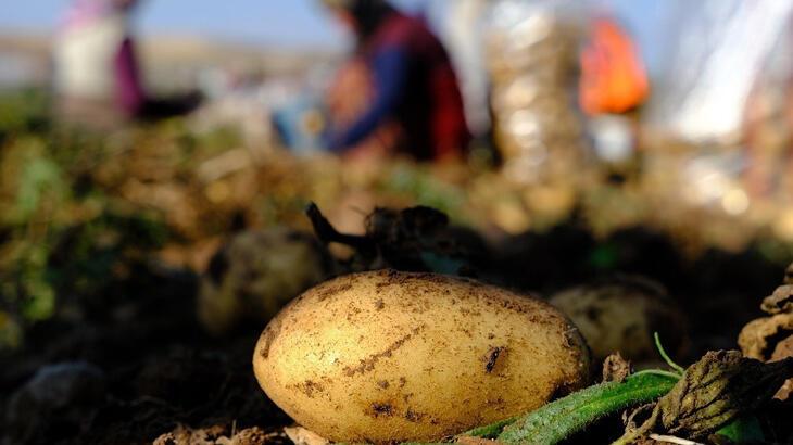 İstanbul’da Mayıs ayının en fazla pahalanan ürünü patates oldu