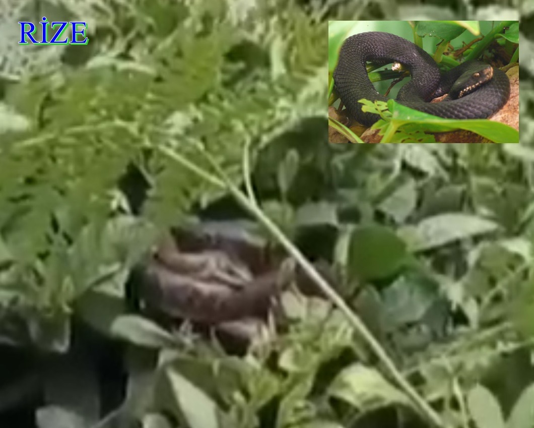 Dünyanın en zehirli yılanı( Hopa engereği) Rize’de çaylıklarda ortaya çıktı